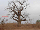 Album Apiculture Plusieurs ruches accroches dans un arbre