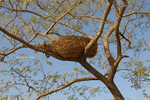 Album Apiculture Ruche malienne, en paille