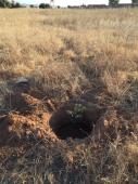 Album Reboisement Yarka Cimetière : Mise en place des plans