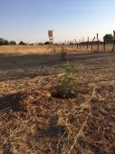 Album Reboisement Yarka Cimetière : Mise en place des plans
