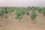 Album Reboisement Yarka Ecole publique : Les arbres dans la cour de l'école, moins de 2 ans plus tard