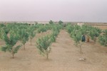 Album Reboisement Yarka Ecole publique : Les arbres dans la cour de l'école, moins de 2 ans plus tard