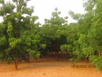 Album Reboisement Yarka Ecole publique : Les arbres dans la cour de l'école devenus un petit bois