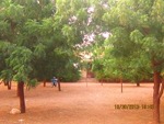 Album Reboisement Yarka Ecole publique : Les arbres dans la cour de l'école devenus un petit bois
